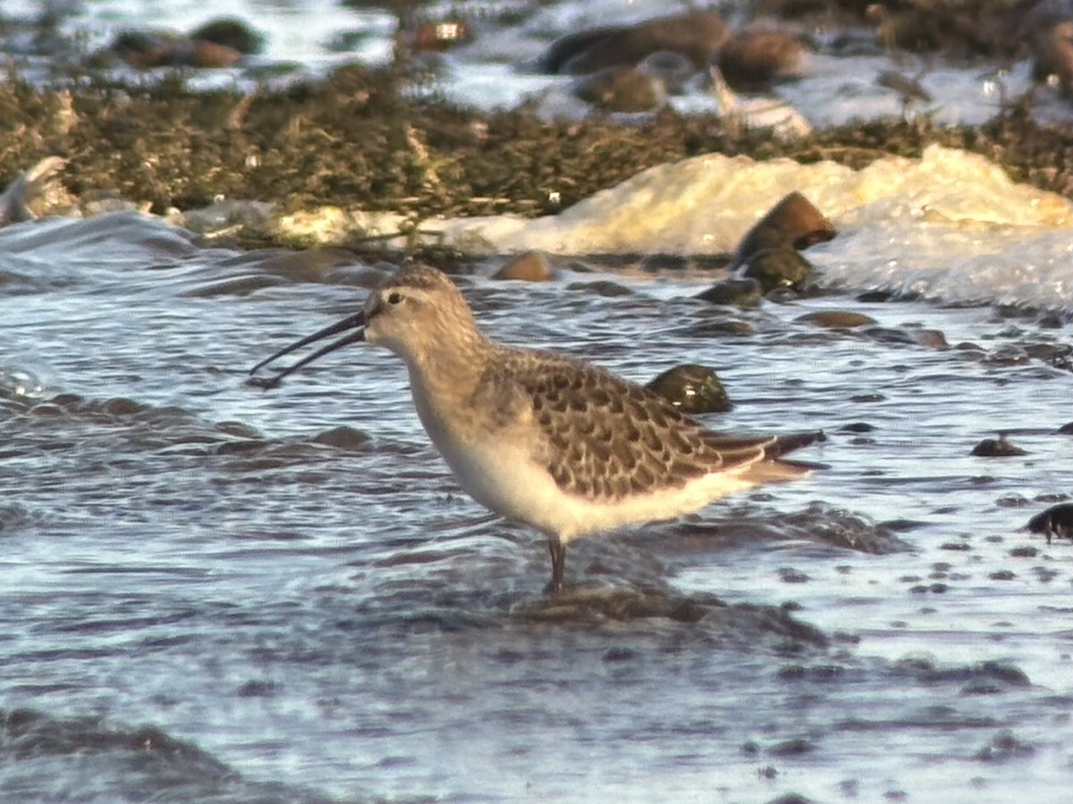 Curlew Sandpiper still present this morning at Ripple Pits, south pit, east shore. Also Ringed Plover through, Green Sandpiper, 2+ Common Sandpiper and Hobby.