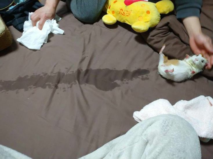 出張精算申請が一発で通って気持ち良くて今これ