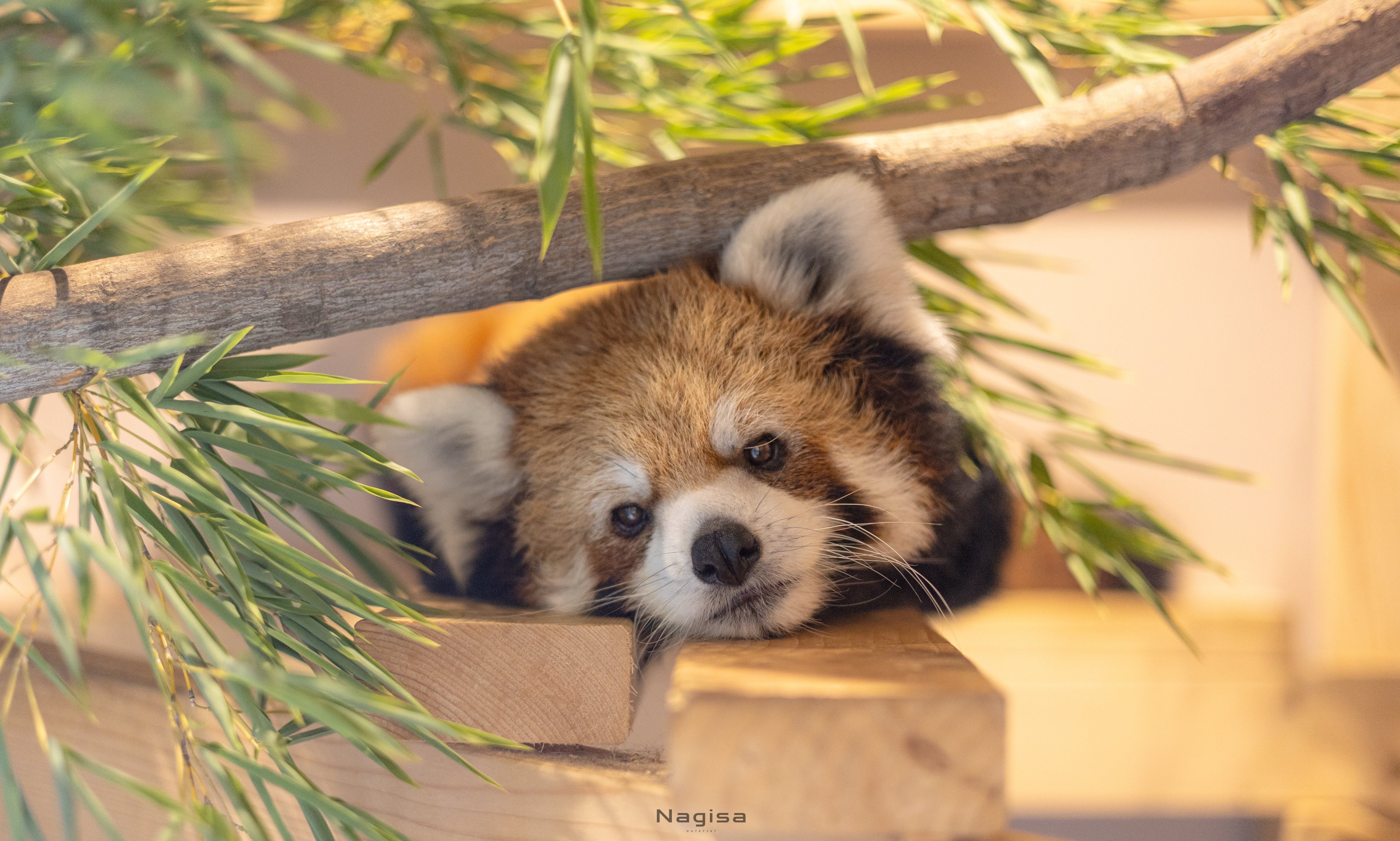 【レッサーパンダ】【2点まとめ】 Jami on X: 