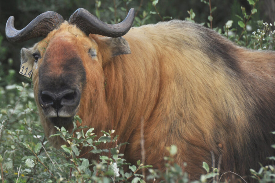 Este es el TAKIN, el animal nacional de BHUTÁN 🇧🇹

Se dice que, luego de un banquete, un monje budista junto los huesos de la vaca con la cabeza de la cabra y, con un conjuro mágico, el mamífero cobró vida y echó a andar.

En unos días llegaré por 1ra vez a Bhután, con un grupo