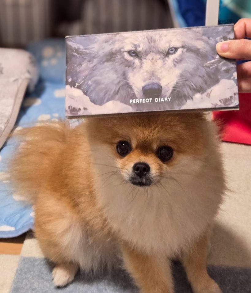 ⁉️

なんだチビポメラニアンか…