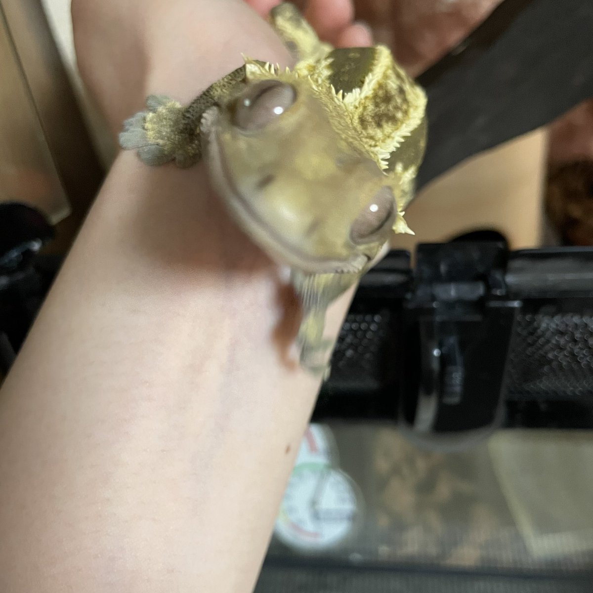 Pin_tlt_Ar's tweet photo. まぁもうすぐゲコマだから多少の事では腹は立てまい…(ご機嫌☺️)
去年行けなかった分楽しもー🦎✨

ピンちゃんも気合い充分💪

色々仕入れてくるからねー😆

#ゲコマ
#ゲッコーマーケット 
#クレステッドゲッコー 
#爬虫類 https://t.co/B2Uz05P1J2