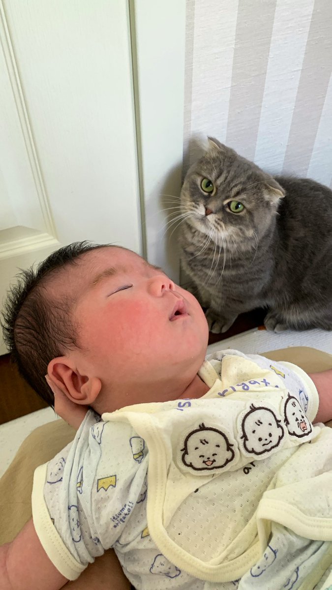 たこやきさん 贈答・ギフトにも！】自社サイト限定「プレミアムBOX仕様