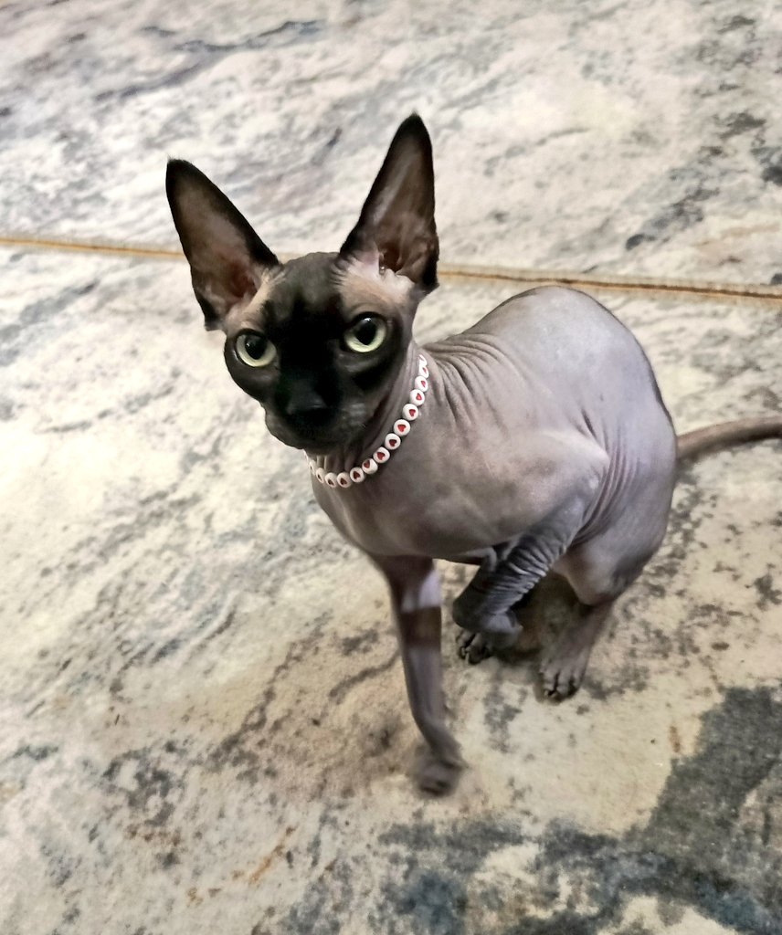 G0ouc88WAAAdQzm?format=jpg&name=medium