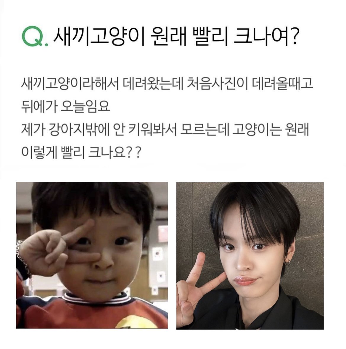 새끼고양이 원래 빨리 크나여? #태래