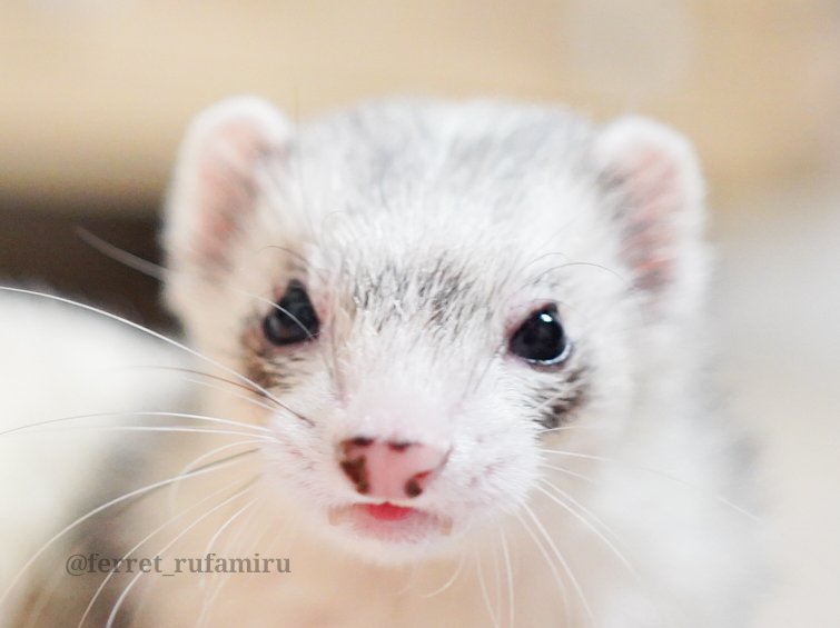 確認ページ♡猫ちゃん4匹♡フェレット10匹 確認ページ♡猫ちゃん4匹♡フェレット10匹