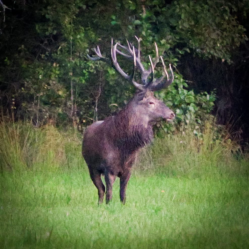 Man längtar till den här blir lovlig