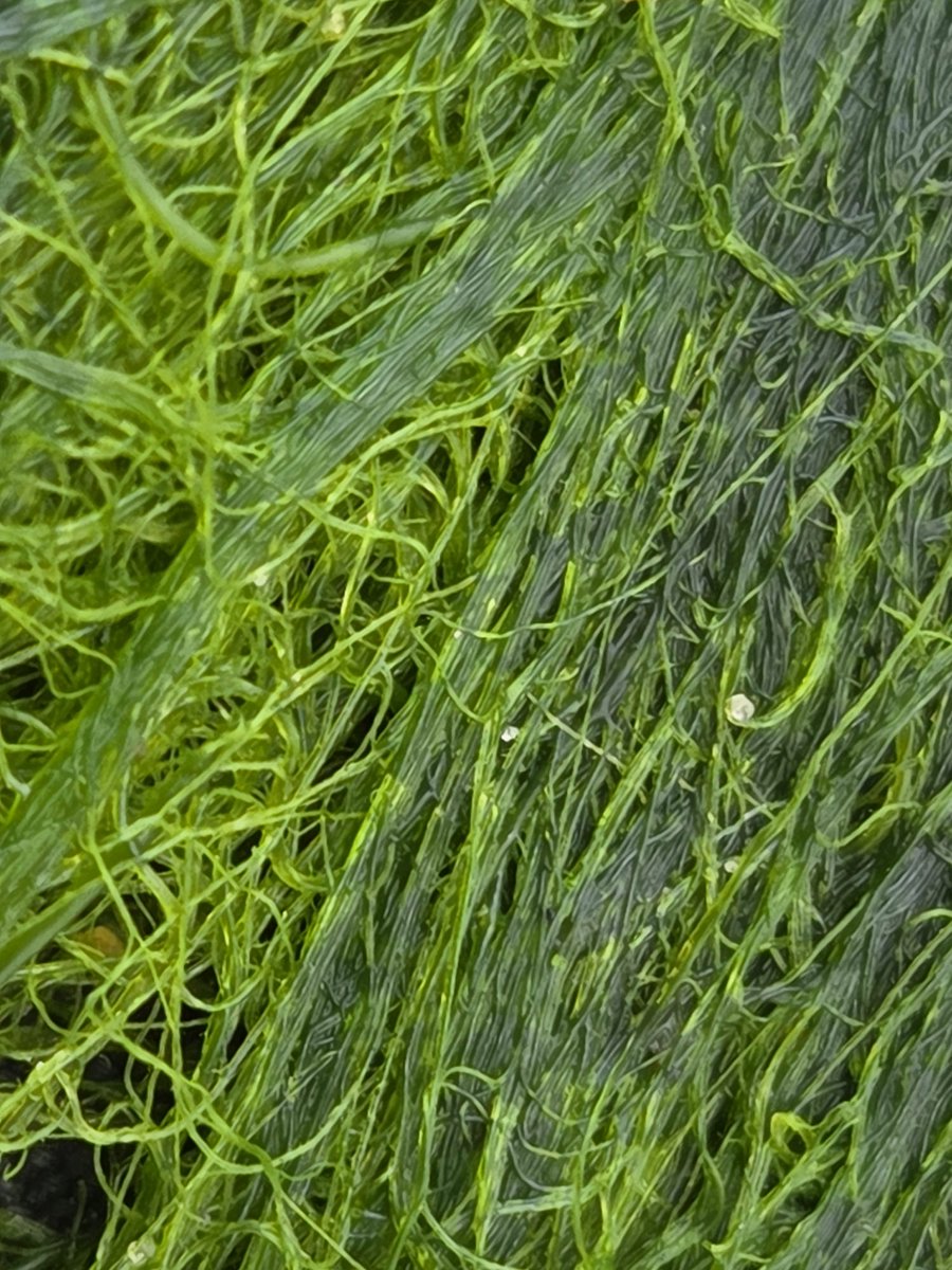 LIFE WADER tweet media