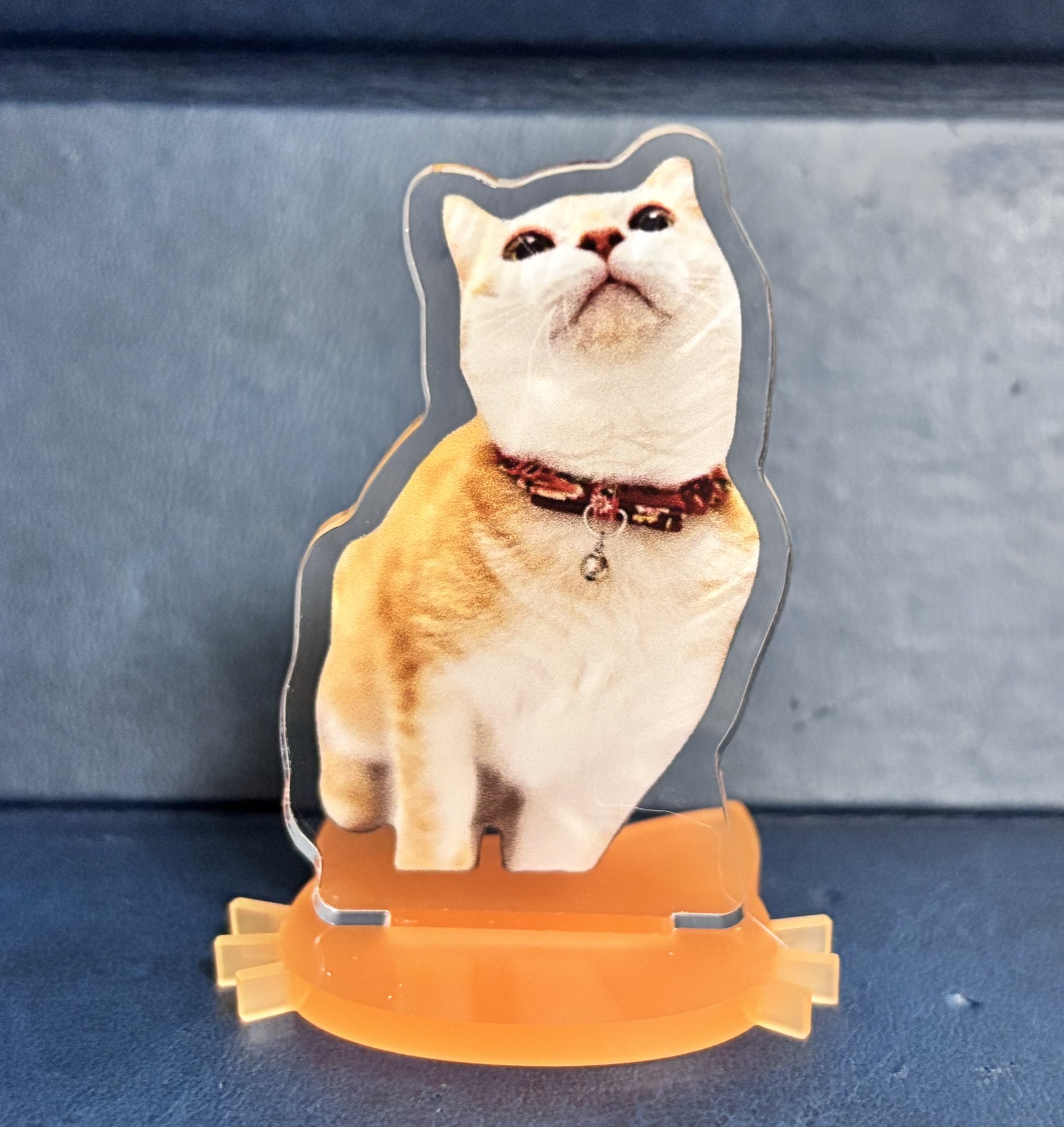 ネコ可愛いです*\(^o^)/* Sabu 🎸🎸🎸 #britishshorthair #catdad #kawaiigirl