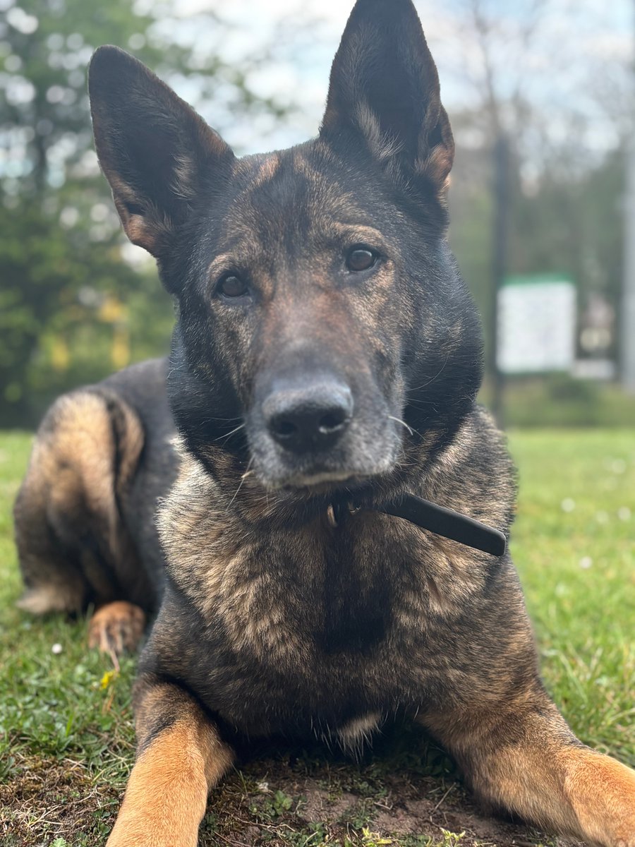 Last night a male already wanted on warrant made threats &amp; used violence during 2 separate domestics before fleeing the scene. He was no match for our oldest member PD Quga who tracked his movements through gardens into an estate before she located him in an alleyway #arrested 👏