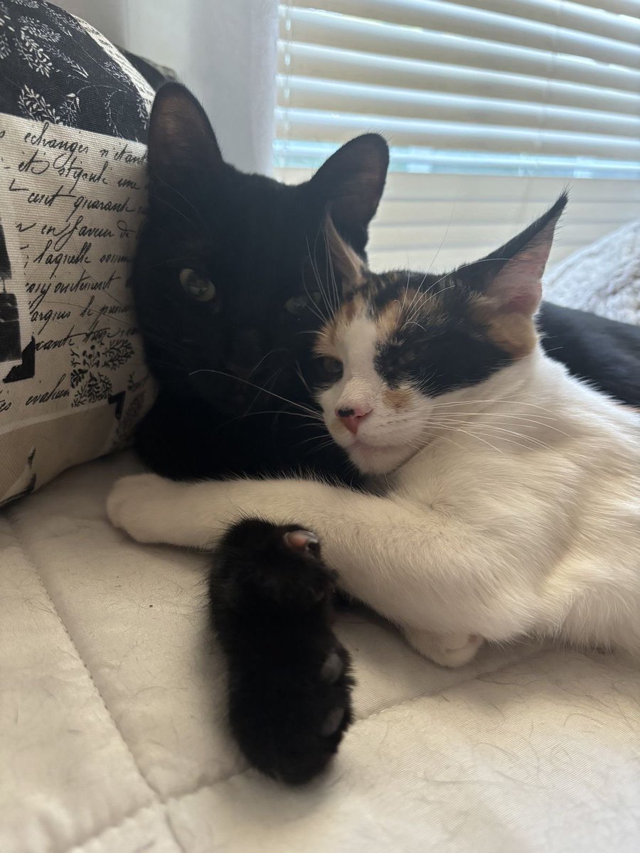 ricky as cats tweet media