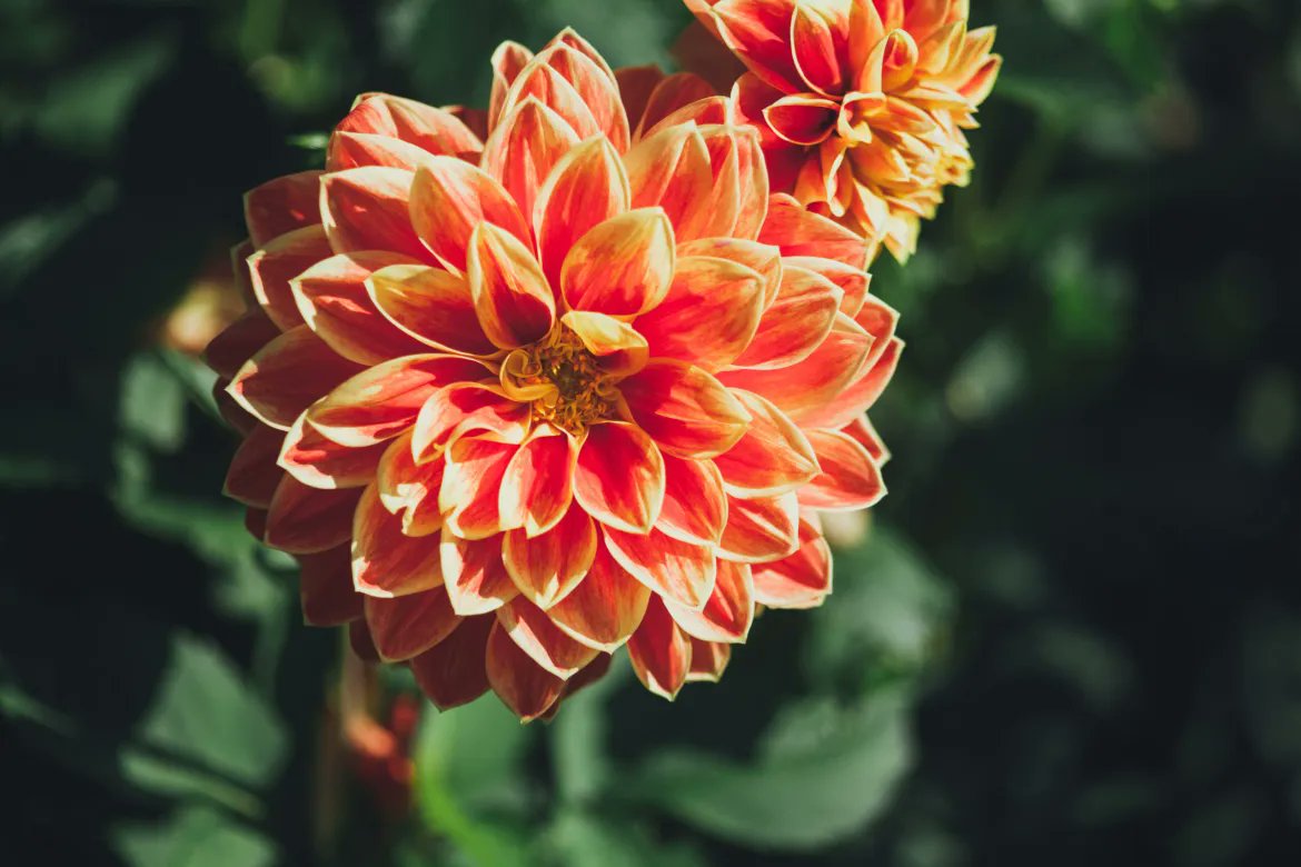 Even the smallest flowers remind us of life’s quiet beauty 🌻🌿
Sometimes all we need is to notice.
#MacroPhotography #NatureBeauty #SimpleJoys