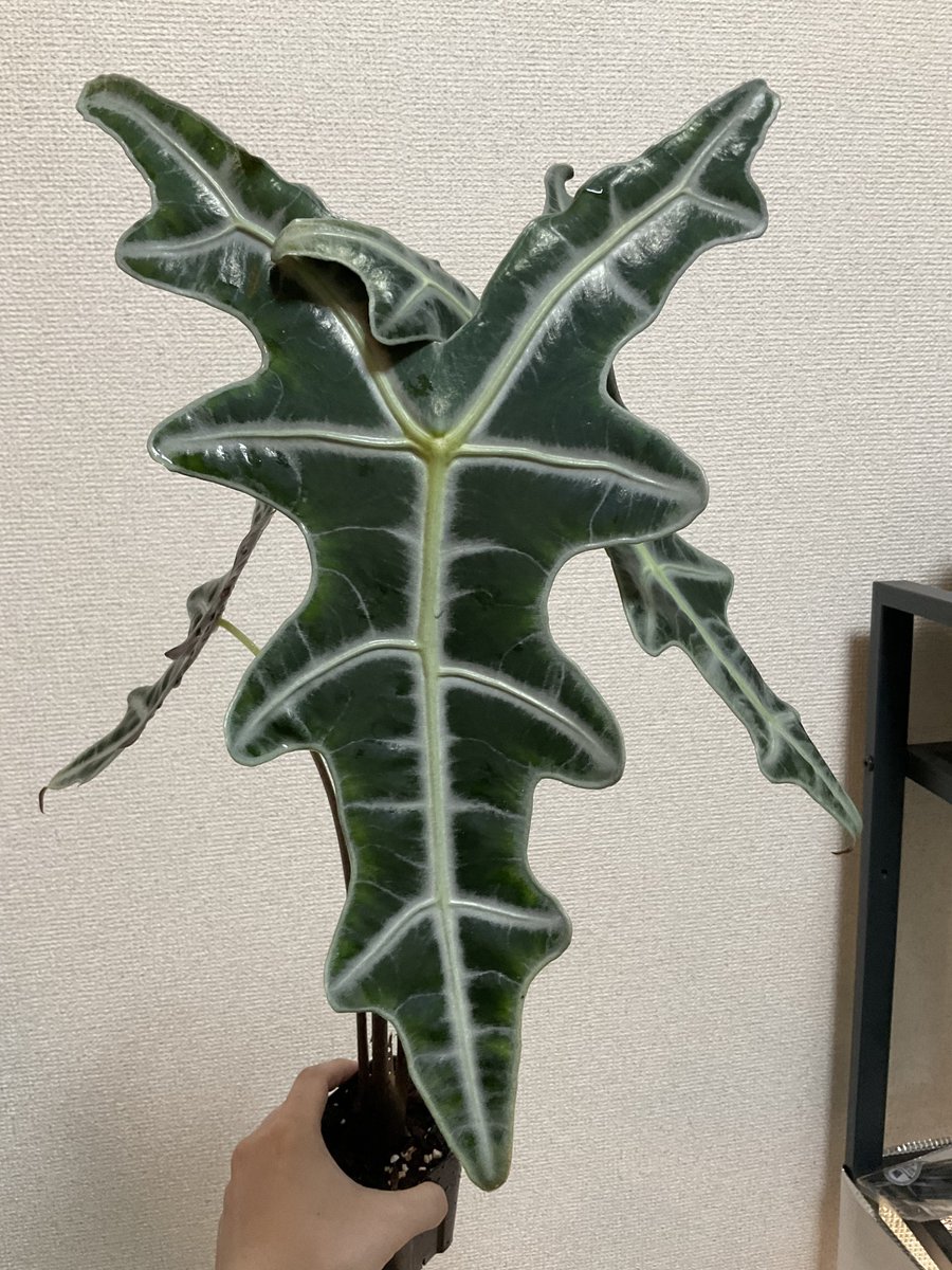 アロカシア - Search / X