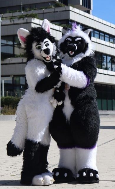 Flex_Fur's tweet photo. Jumping on the bandwagon for #FursuitFriday 
Madly in love with this cute boy for 2.5 years now. So happy to have my @Chagafoxlion 🥰
#FurryCouples https://t.co/N07yJgrzqn