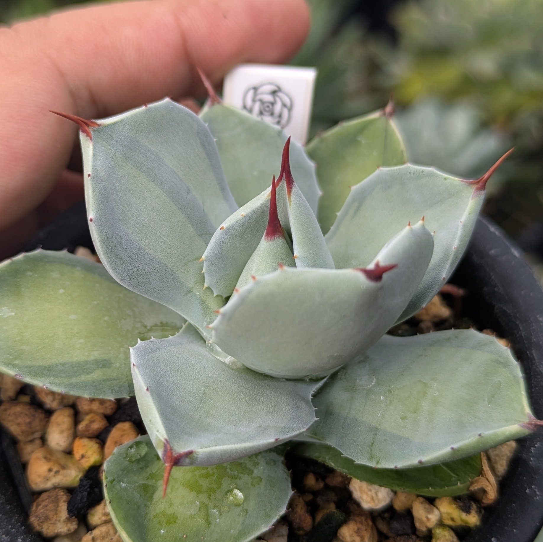 アガベ ブルーエンジェル 中斑 藍天使錦 大株 レア品種 アガベ ブルー