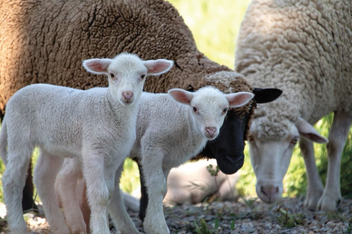 Una foto de Asís G. Ayerbe para <a href="/archiletras/">Archiletras</a> ha ganado un premio en los European Magazine Awards 2025. La tomó en #FuenteObejuna, cuando fuimos a hacer un reportaje sobre la obra de Lope (¡qué bien lo pasamos!).

#AsísGAyerbe #Fuenteovejuna

archiletras.com/actualidad/arc…
