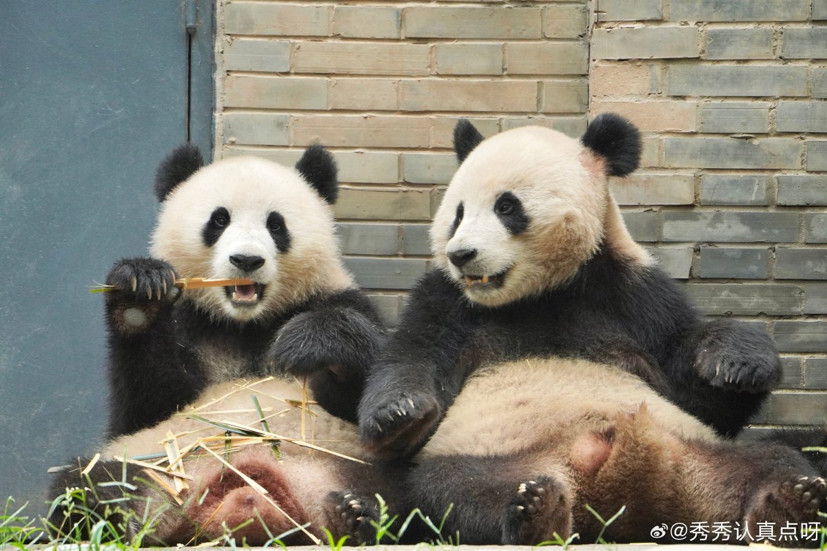 likingpanda's tweet image. Today is also Qing Bao and big bro Qing Zai’s 4th birthday 🎂💕🎉🥳

#qingzai #QingBao #DCPandas  📹秀秀认真点呀, CCRCGP