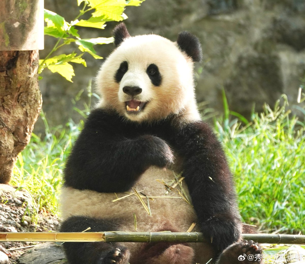 likingpanda's tweet image. Today is also Qing Bao and big bro Qing Zai’s 4th birthday 🎂💕🎉🥳

#qingzai #QingBao #DCPandas  📹秀秀认真点呀, CCRCGP