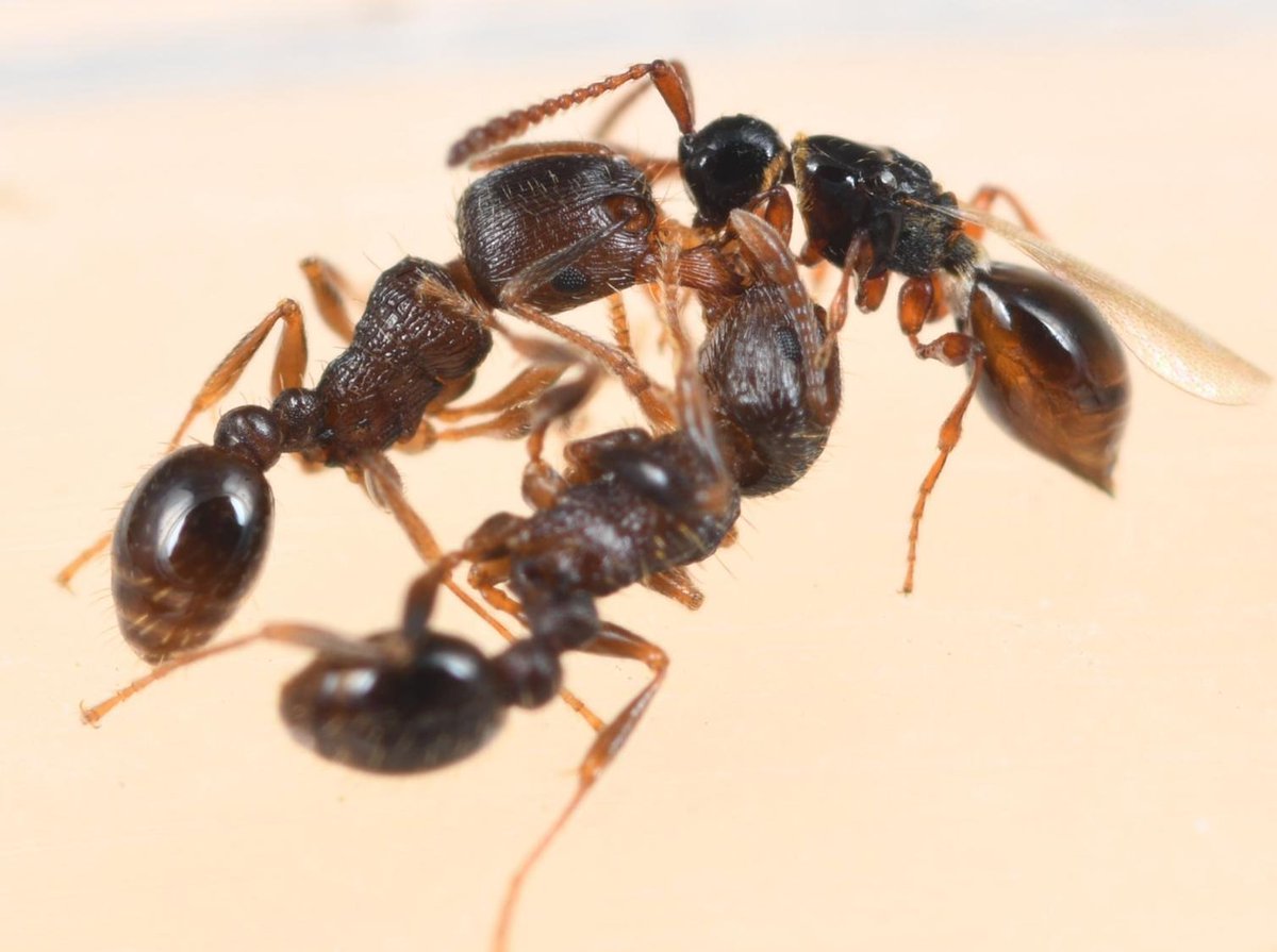 Ryoji Kawai tweet media