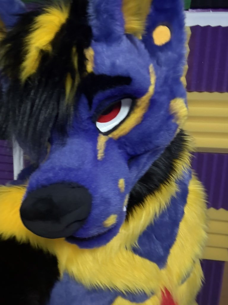 ♠️♠️BlackJack♠️♠️ (@trancejackal) on Twitter photo Happy #FursuitFriday
Hopefully this week I’ll be able to get out and take some outdoor photos uwu these colors are too bright to stay inside
👔<a href="/MadeFurYou/">Made Fur You</a> Happy #FursuitFriday
Hopefully this week I’ll be able to get out and take some outdoor photos uwu these colors are too bright to stay inside
👔<a href="/MadeFurYou/">Made Fur You</a>