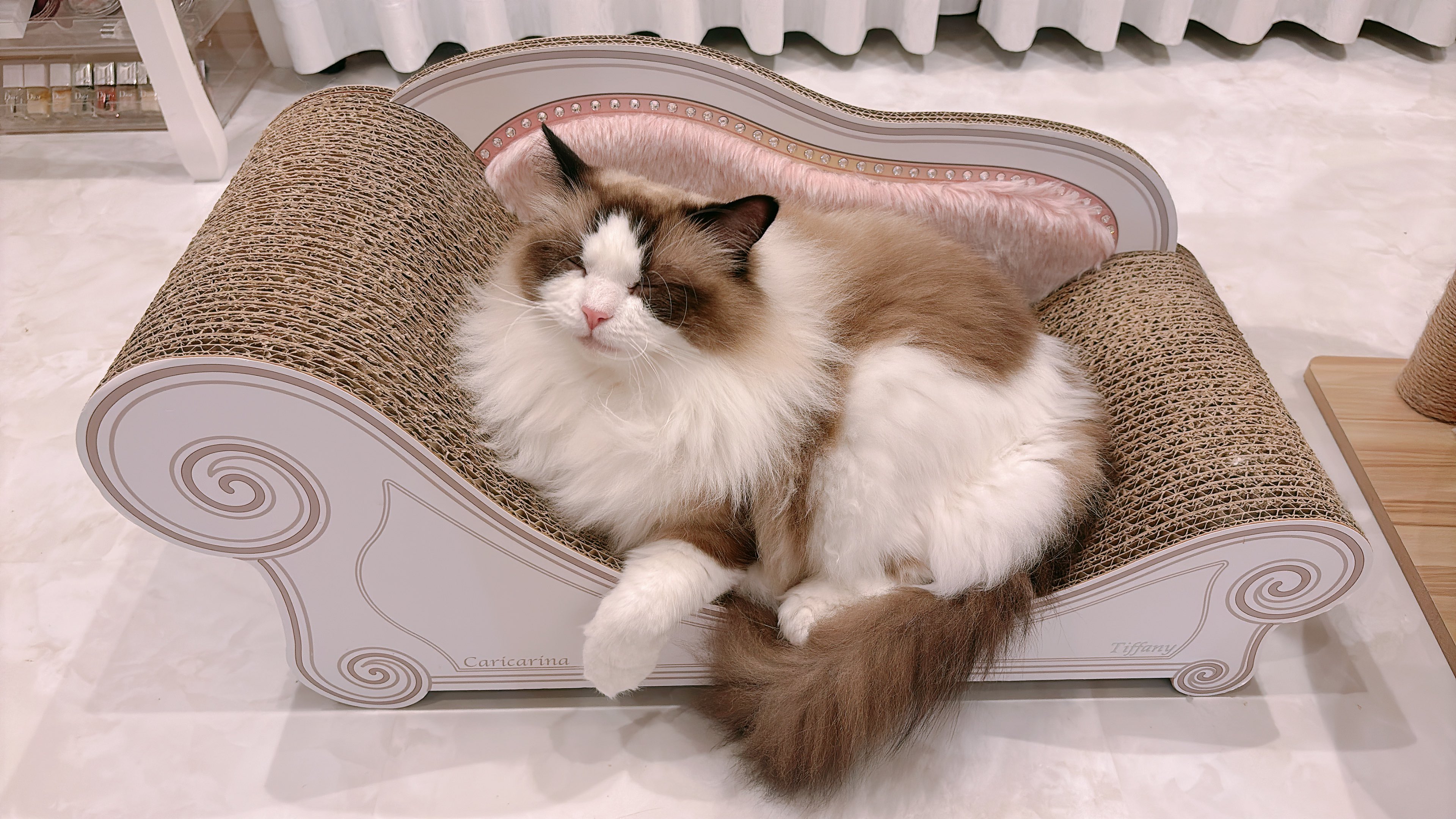 ︎ ︎︎︎︎︎ねこ好き Amazon.co.jp: JXK SMALL プリクラ猫 冷蔵庫シール ネコ好き