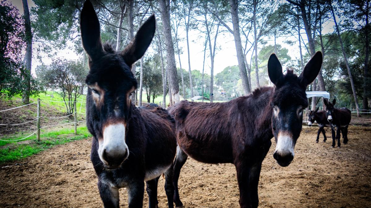 🫏El ruc català es queda sense casa! 

📌En parlem amb JOAN GASSÓ, president de l'Associació del Foment de la Raça Asina Catalana. 

📻rac1.cat/directe