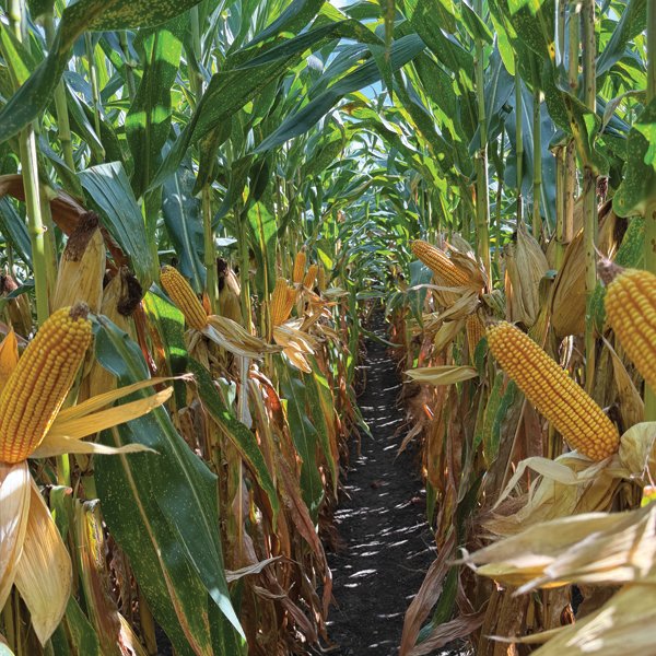 On this week’s scouting report, 71A7V is at late R5 and looking excellent! With 3 tenths of rain over the past week, now’s the time to check stalk and root quality to help prioritize fields for harvest. #NuTechSeed #SuccessEnjoymentFamily