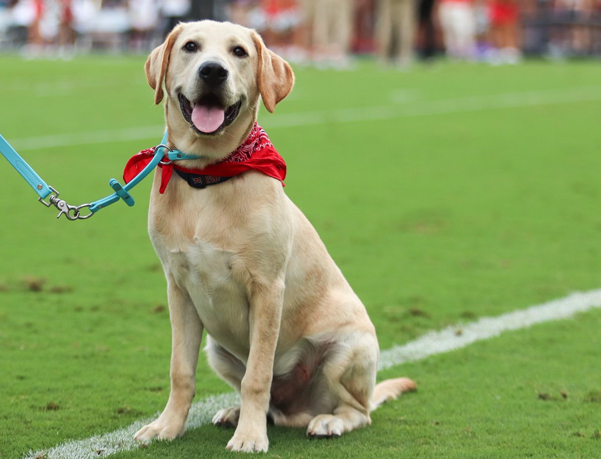 Hey, <a href="/MarshallRamsey/">Marshall Ramsey ✏️</a>, do you think Coach Kiffin would let you bring <a href="/JuiceKiffin/">Juice Kiffin</a> with you from Oxford to The Scarecrow Stroll? We would love to have "the goodest dog in the SEC" here in Madison! We can't wait to have you lead our Stroll as our Grand Marshall on October 18!