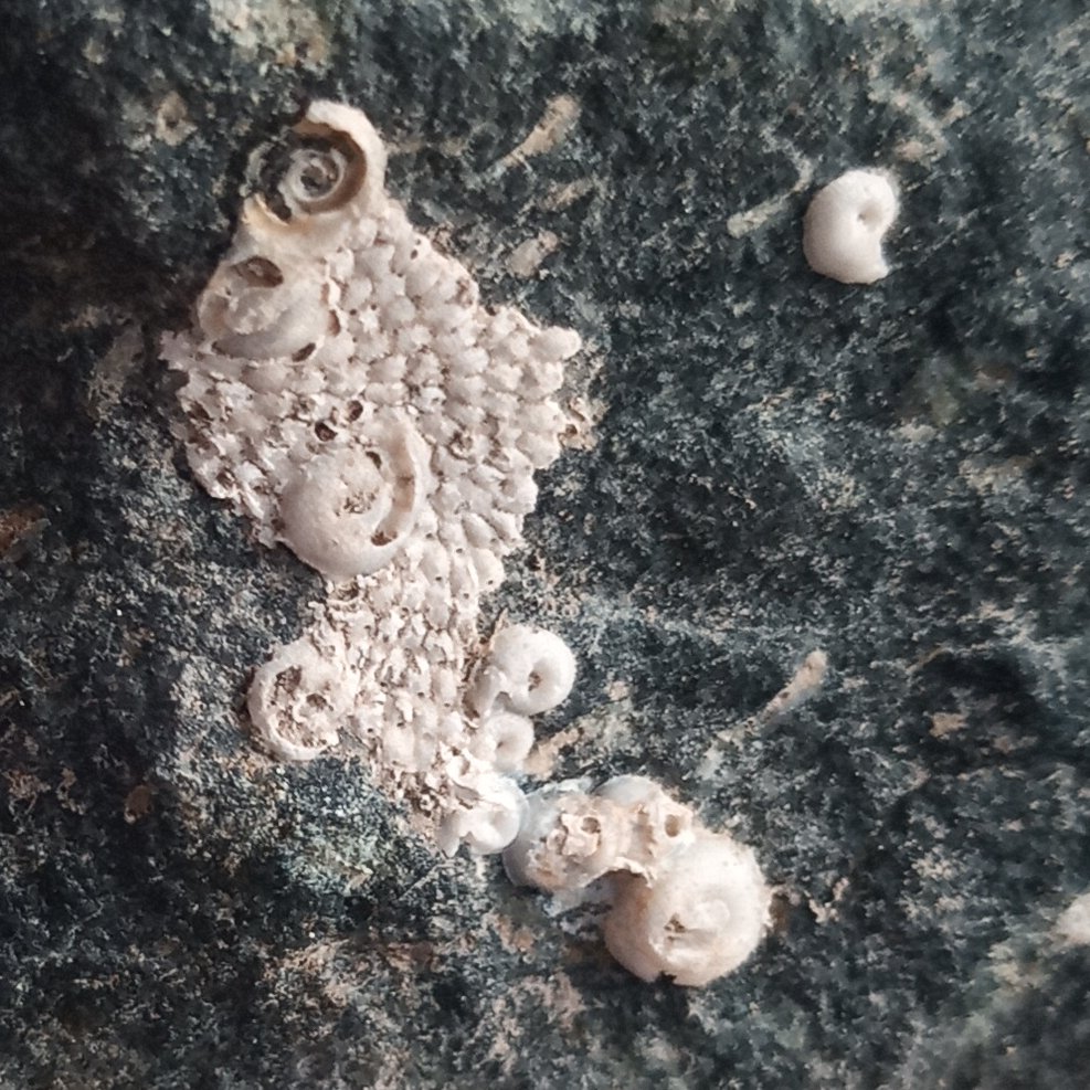 Pascal Olschewski tweet media