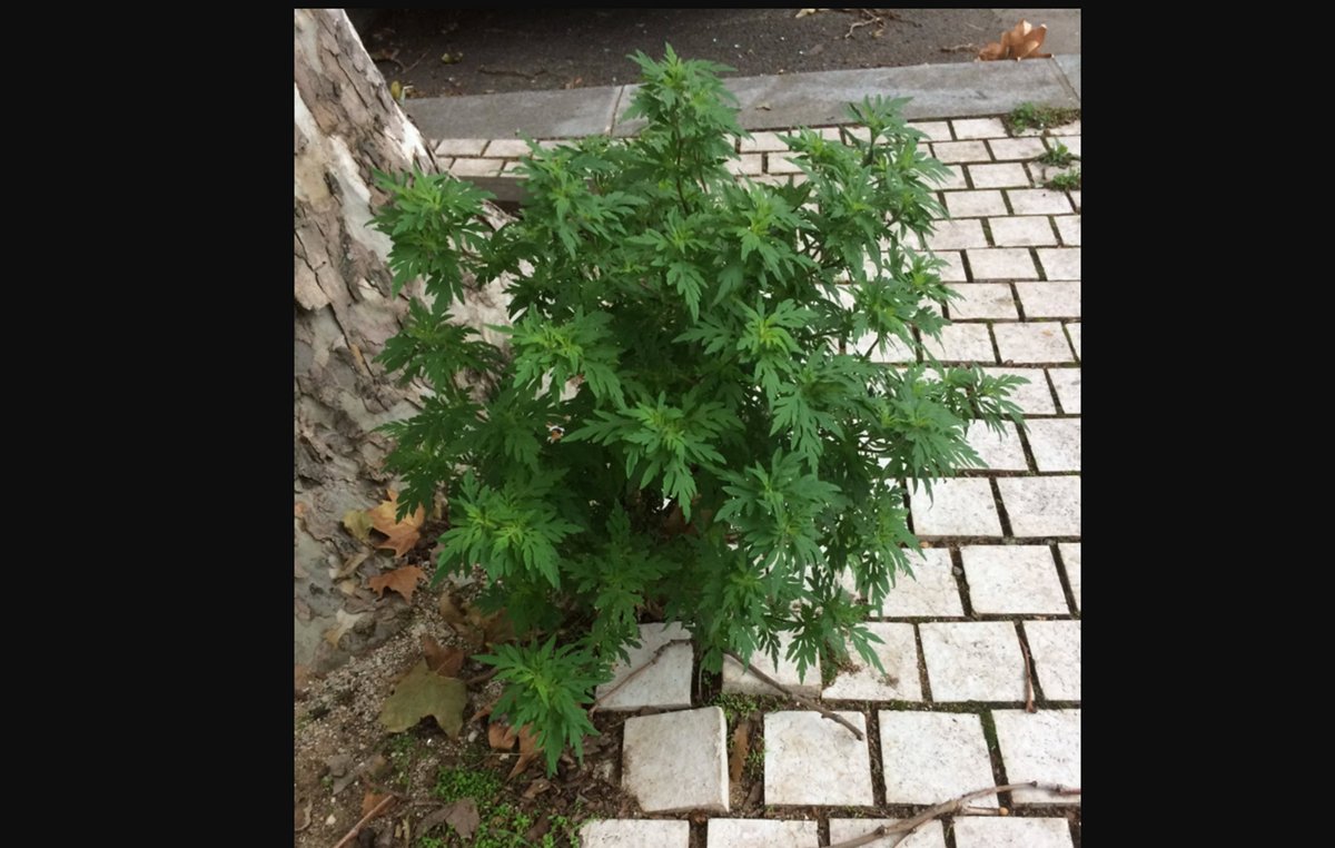 meteosuisse's tweet image. Le #blogmeteosuisse du jour traite de l'ambroisie, cette plante libérant ce pollen très allergène de l'arrière été. meteosuisse.admin.ch/portrait/meteo…  #MétéoSuisse #meteo