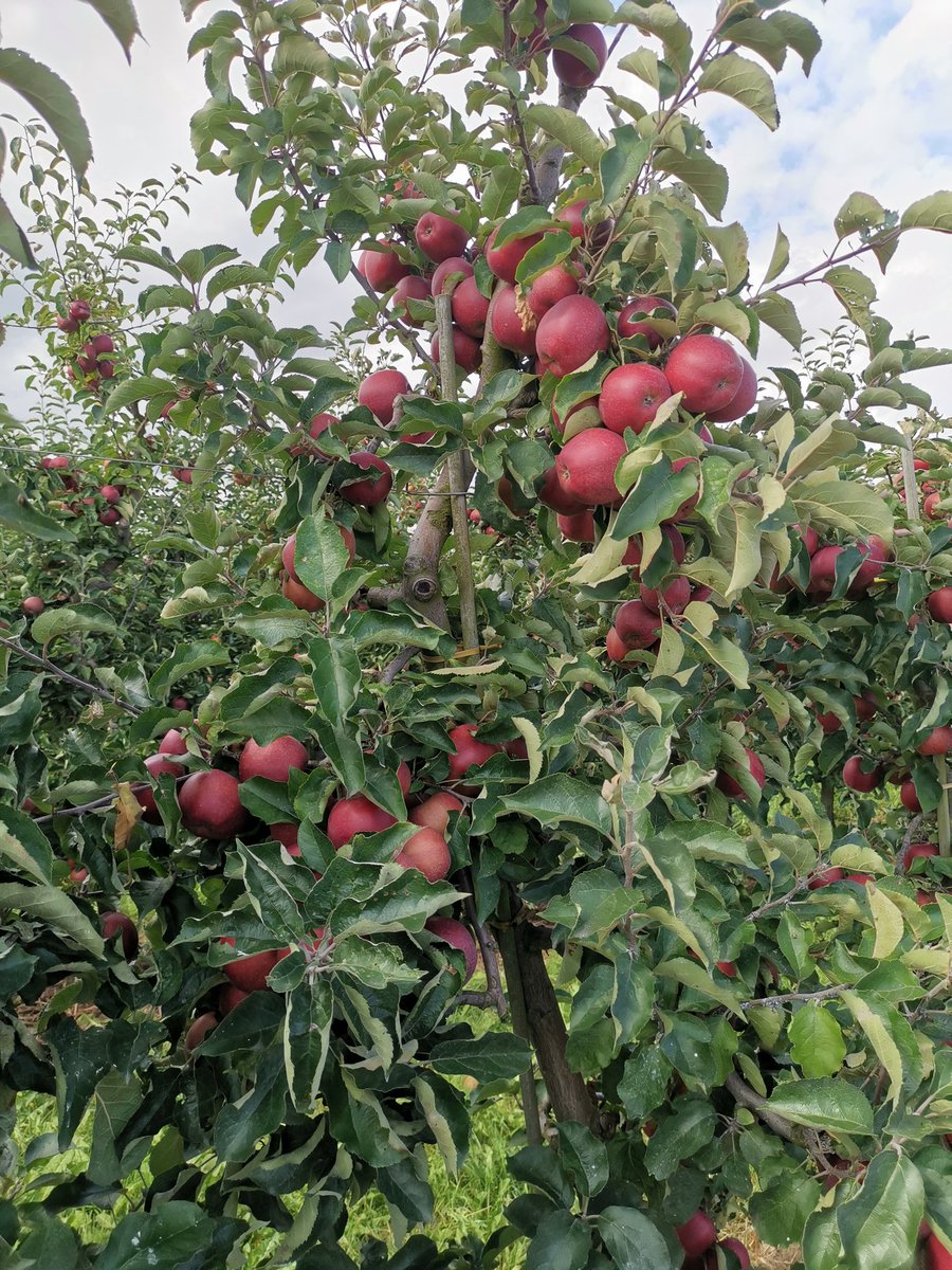 Ich finde es immer wieder beachtlich, wieviele Äpfel hier an einem Baum hängen. #AltesLand