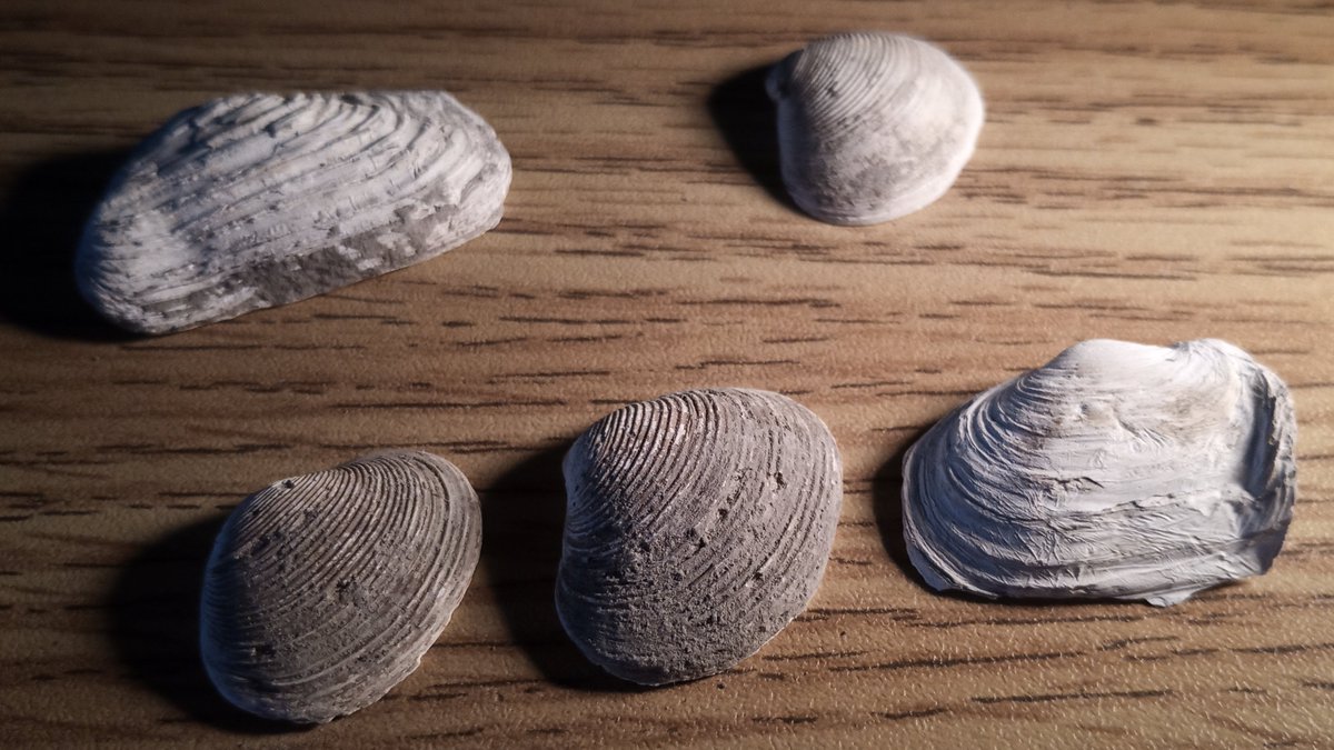 Pascal Olschewski tweet media