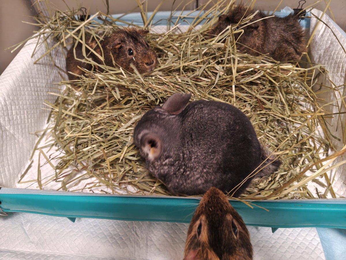 ナチュラルにねっ混ざってくよねっ

 #ウォンくん
 #プルーちゃん
 #ダッソー
 #ととしゃ
 #モルモット
 #チンチラ