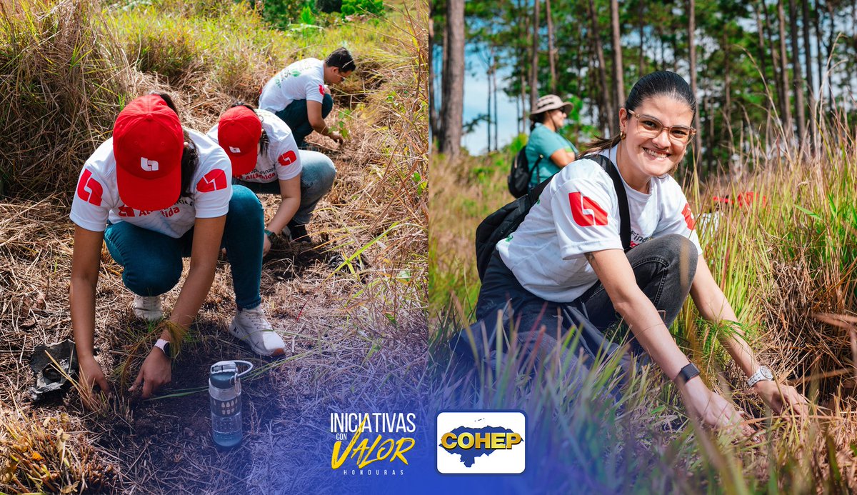 #IniciativasConValor 🌱 Con más de 1,000 árboles sembrados y la participación de 150 voluntarios, <a href="/bancatlan/">Banco Atlántida</a> en alianza con Fundación AMITIGRA, llevaron a cabo una jornada de reforestación en la comunidad El Trigo, El Hatillo, zona de amortiguamiento del Parque Nacional La Tigra,