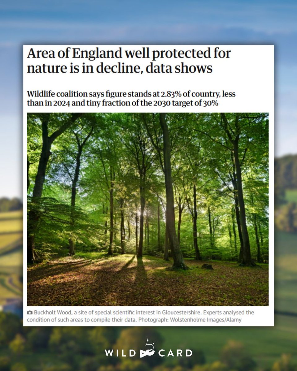 Wild Card (@wildcardrewild) on Twitter photo England's nature is dying.
Research by the <a href="/guardian/">The Guardian</a> has revealed that only 2.83% of England's natural landscapes are properly protected. This is far below the government's commitment to #30x30.
Read the full article here: buff.ly/WRChHu5
#Rewilding #NatureRestoration England's nature is dying.
Research by the <a href="/guardian/">The Guardian</a> has revealed that only 2.83% of England's natural landscapes are properly protected. This is far below the government's commitment to #30x30.
Read the full article here: buff.ly/WRChHu5
#Rewilding #NatureRestoration