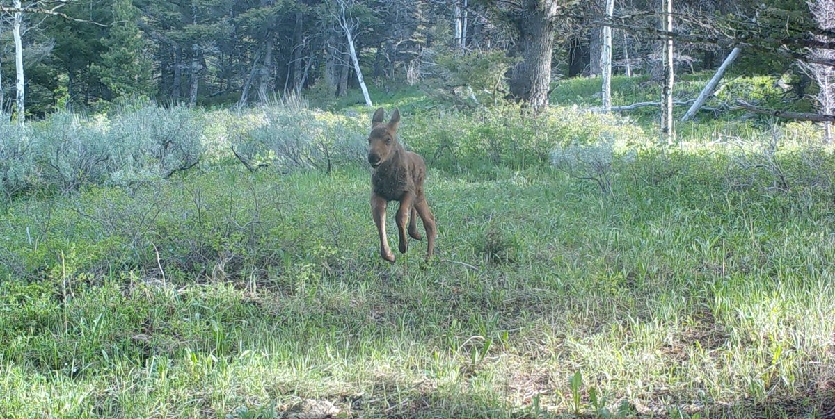 USGS in Montana tweet media