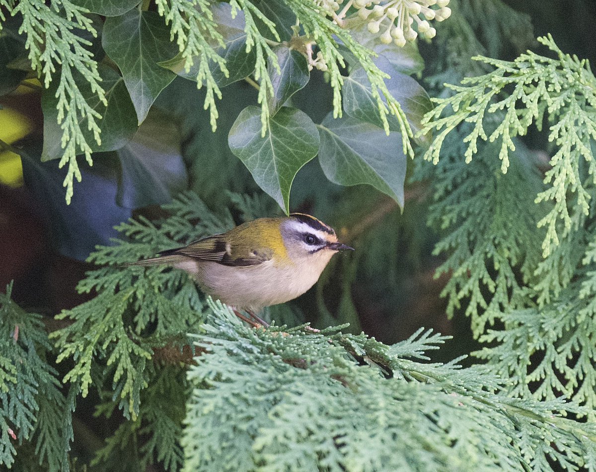 Autumnal Firecrest singing in the back garden <a href="/DevonBirds/">Devon Birds</a>  #torbay