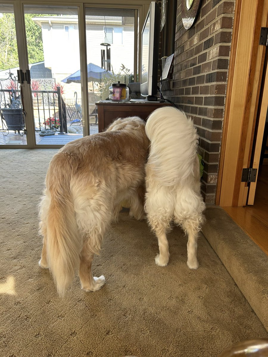 Happy fluffy butts!!  
#FluffybuttFriday
 #GRC