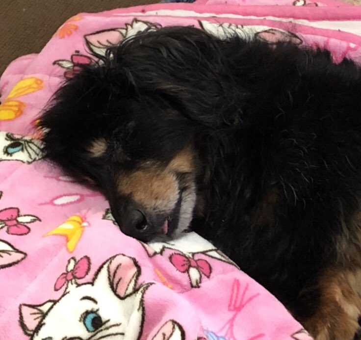 Emichqmq's tweet photo. 最近睡眠少なくて覚えてない説もあるけど
ドンちゃん久しぶり夢に🌈🐶

寒くて母と毛布重ねて入ろうと
ペラっとめくったらﾆﾝﾏﾘ顔😼

あらー可愛いって白目なるくらい
撫で回してw
あの迷惑そうな、嬉しそうな表情
懐かしかったー

また出て来てね お供え奮発するからね🍡

よく寝る子だったよなー https://t.co/3Cd2j9NaLy