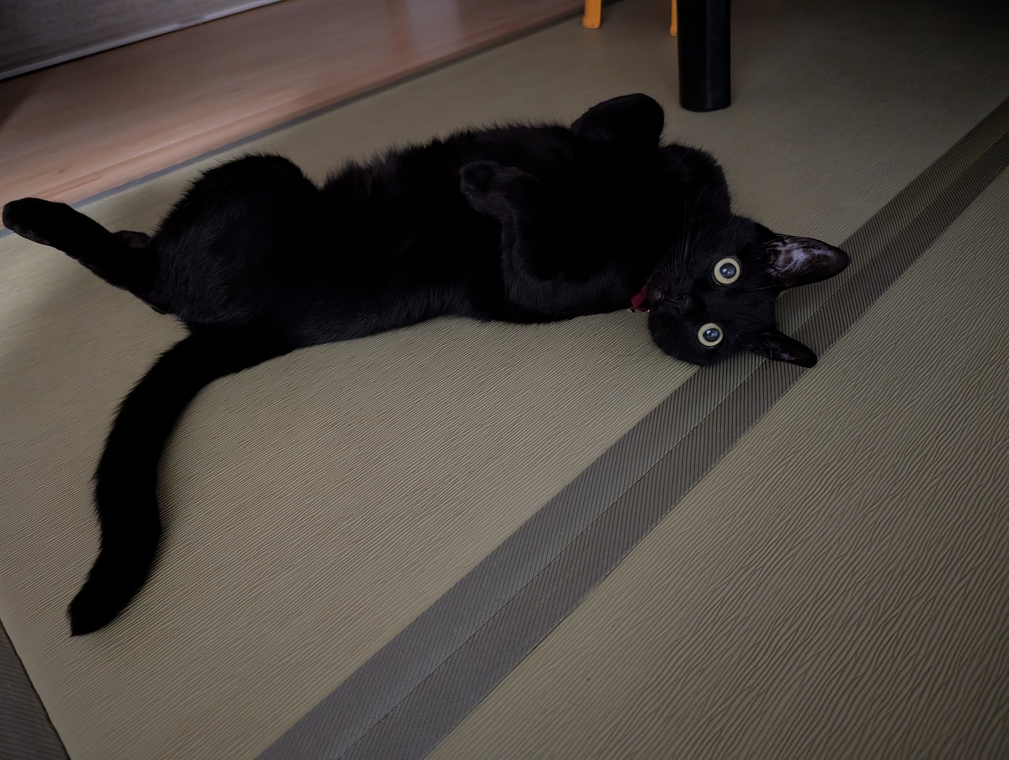 ♡黒猫( ΦωΦ )♡とまとめ ♡黒猫( ΦωΦ )♡とまとめ 3Z9FxwA8_200x200.jpg