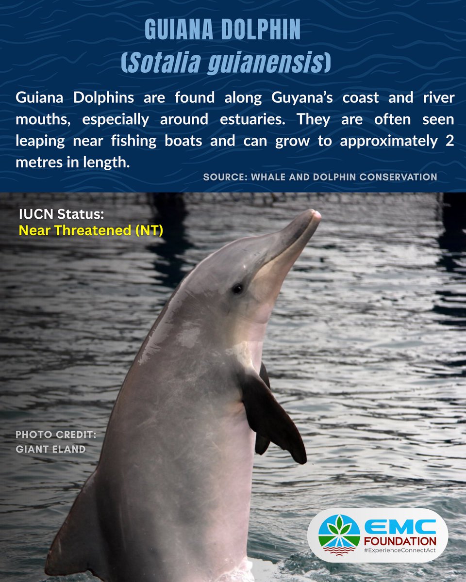 emcfoundationgy's tweet photo. Happy World Dolphin Day! 🐬🌊
Dolphins play a vital role in keeping marine and freshwater ecosystems healthy, but many species are under threat from habitat loss, pollution, and human activity.
#WorldDolphinDay #ProtectDolphins #HealthyOceans #EMCFoundation https://t.co/PBZVhD3xDE