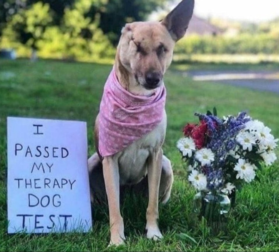 Best in Dogs tweet media