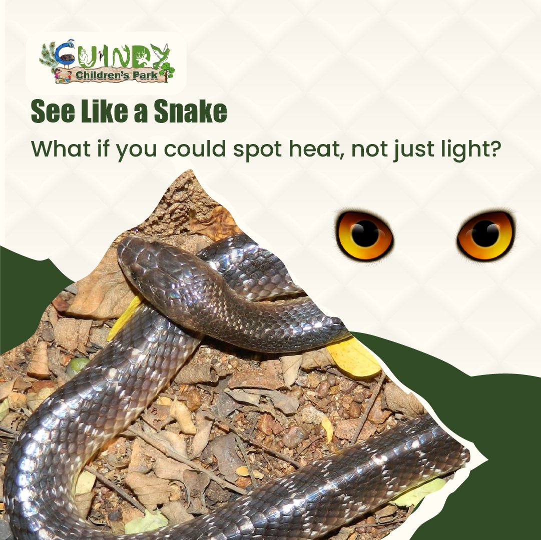 Gndychildrenprk's tweet image. Ever wondered how a snake sees the world? 

With thermal vision, they sense heat, not just light — turning the dark into a glowing map of life. 

@tnforestdept @CZA_Delhi 

#GuindyChildrensNaturePark #SnakeFacts #ThermalVision #ExploreWithUs #WildlifeDivisionChennai