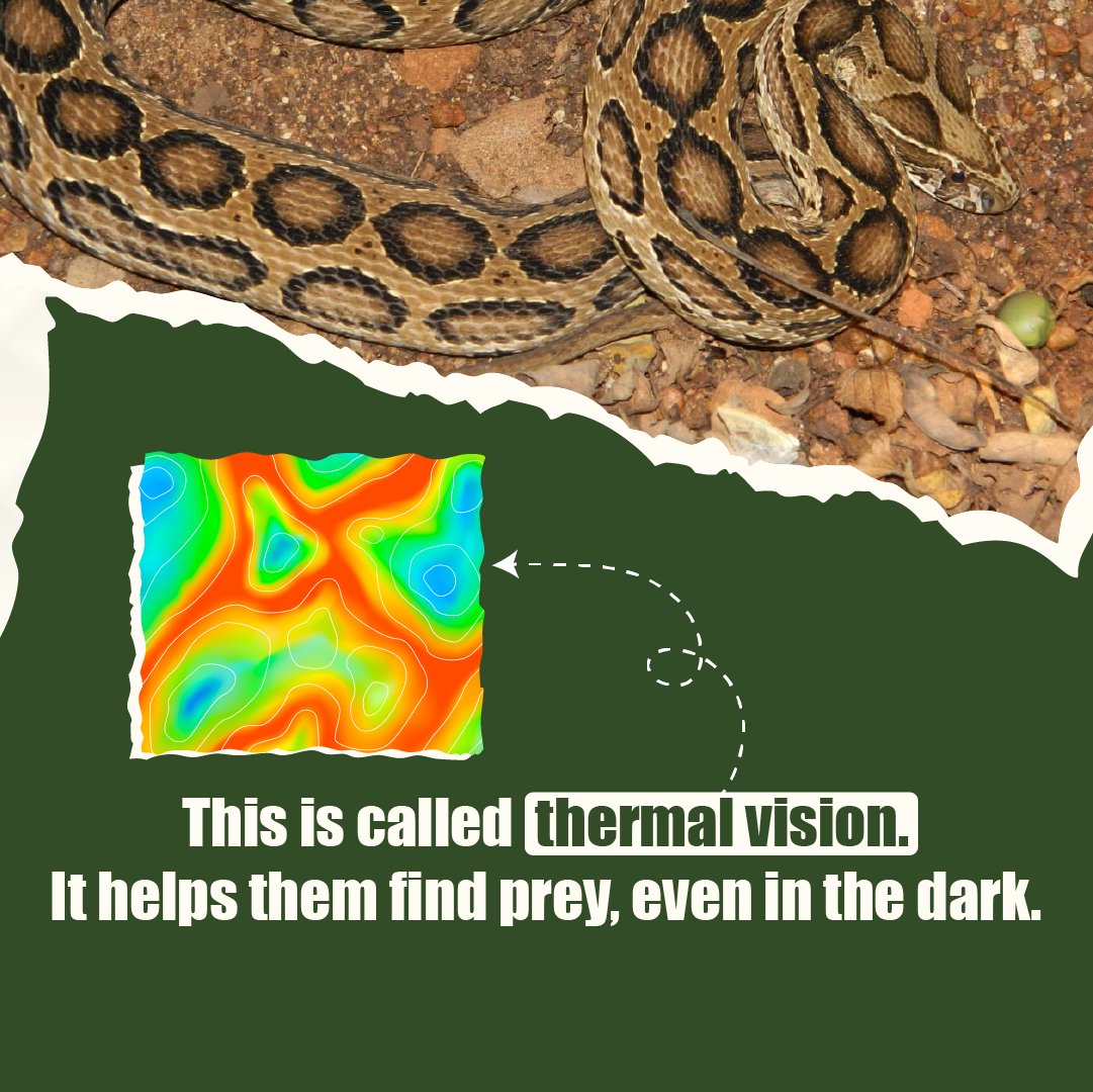 Gndychildrenprk's tweet image. Ever wondered how a snake sees the world? 

With thermal vision, they sense heat, not just light — turning the dark into a glowing map of life. 

@tnforestdept @CZA_Delhi 

#GuindyChildrensNaturePark #SnakeFacts #ThermalVision #ExploreWithUs #WildlifeDivisionChennai