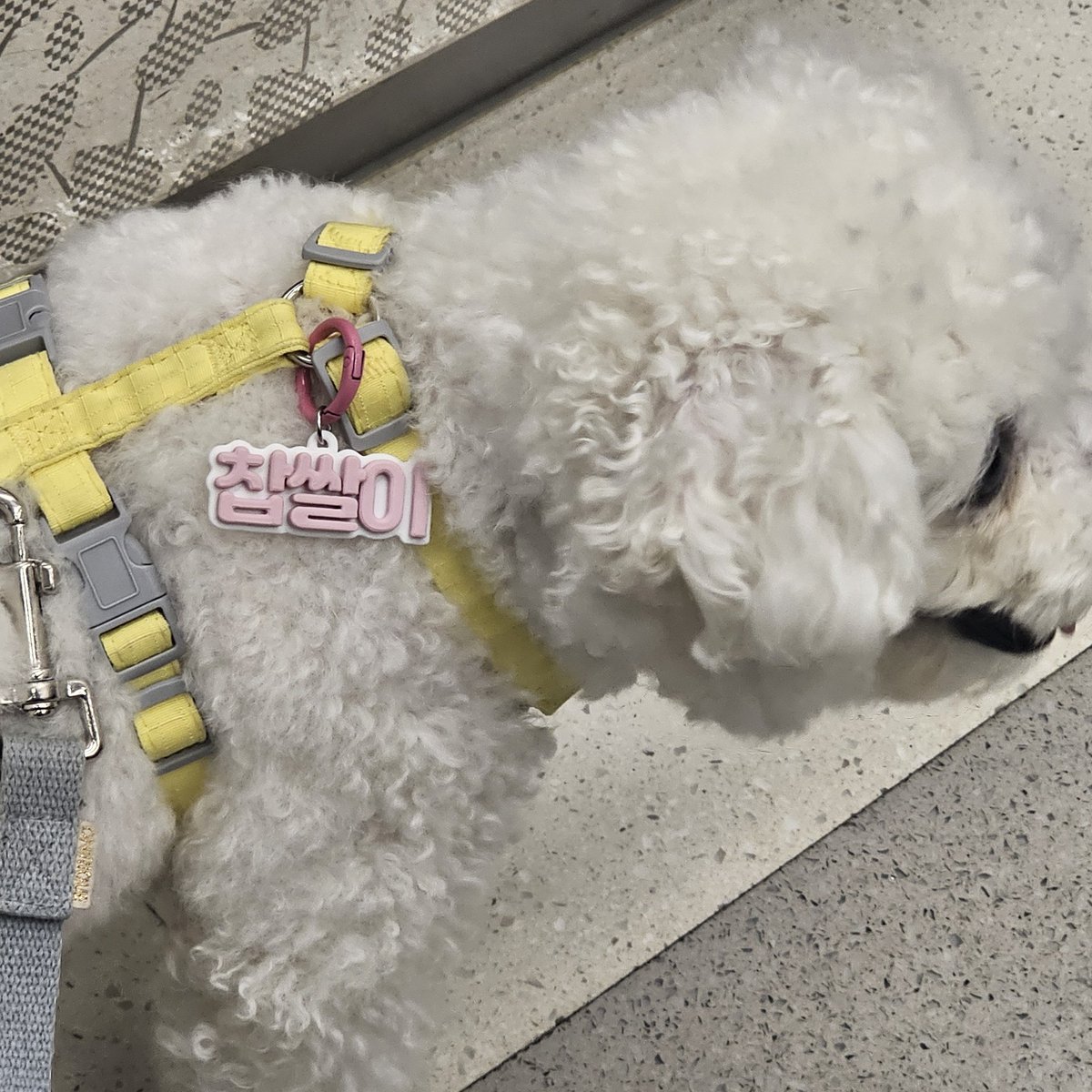 강지 이름표 왓다