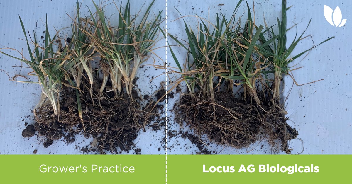 Locus Agriculture tweet media