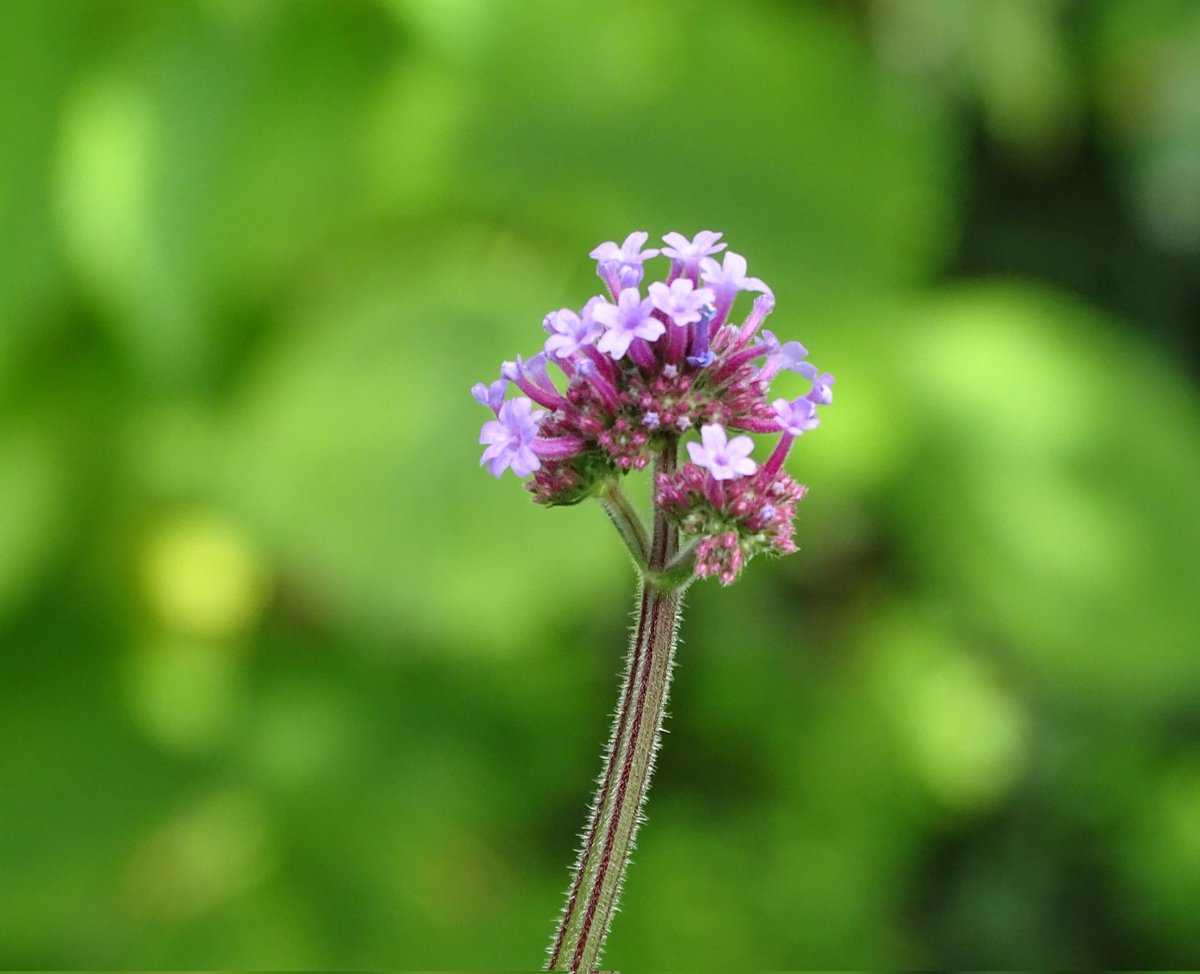 Marlies5015's tweet image. Dag 12 #SeptemberWeer #Bokeh @LisetteOpTexel