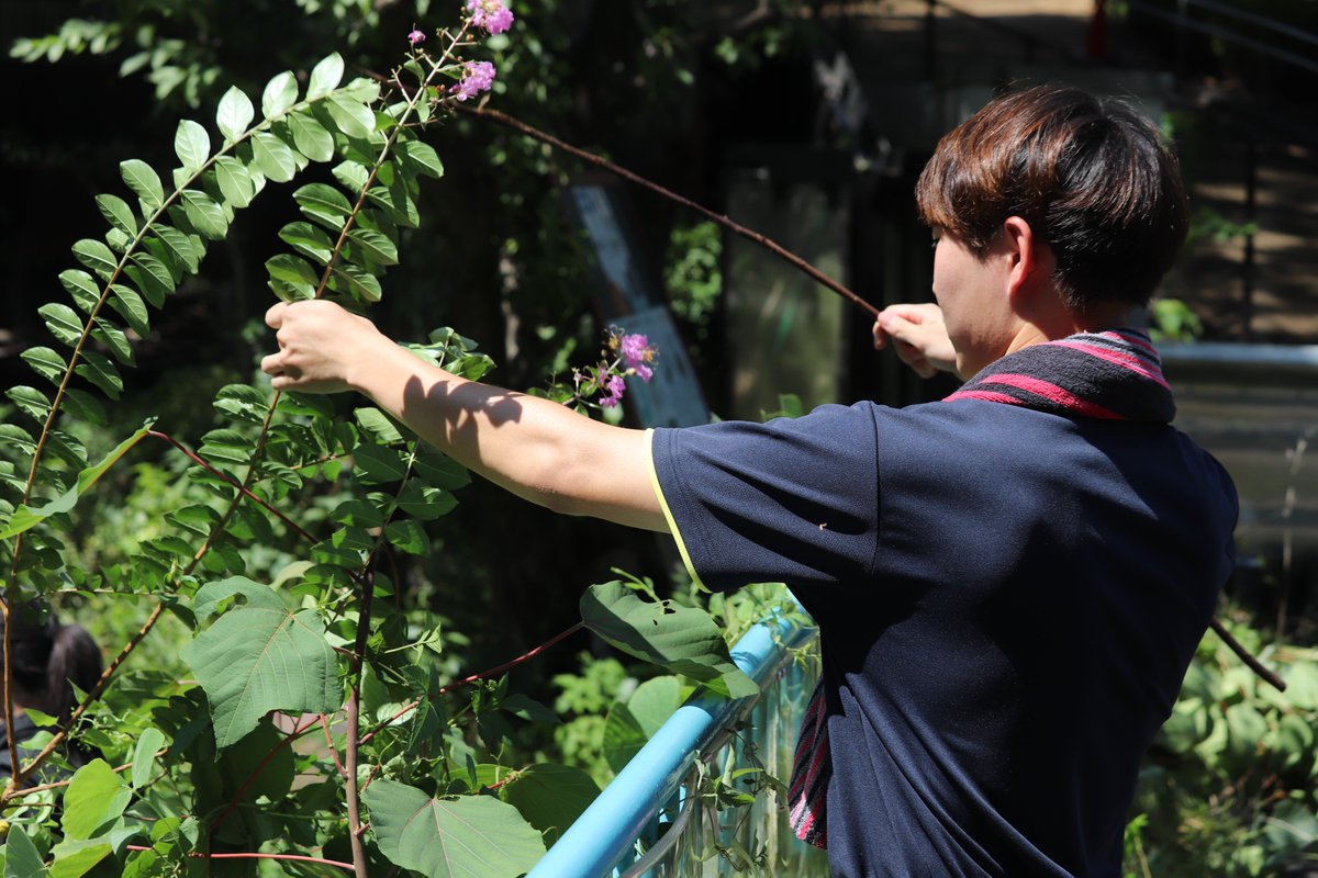 葛の葉もぐもぐの裏話🐐

昨日の葉っぱは、動物園マネジメント専攻の３年生が、”動物福祉学”の授業で #野毛山動物園『大池』の環境整備をしながら伐採した特別なおやつでした✨🌿

動物の住む環境を整えることも、動物のお世話の大事なポイントです✨
#動物専門学校 #TCA東京ECO
#TCA東京ECOの授業風景