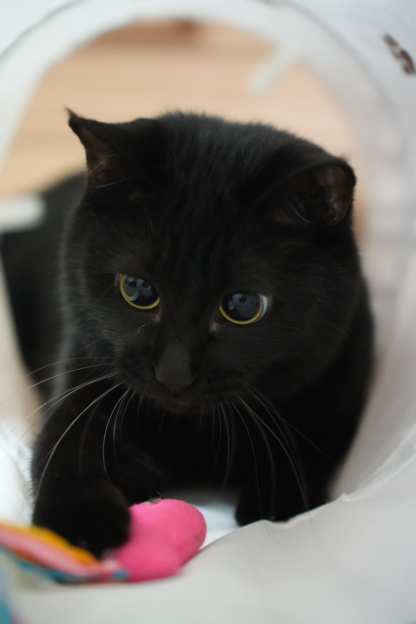 黒猫つくねちゃん太しっぽ on X: 