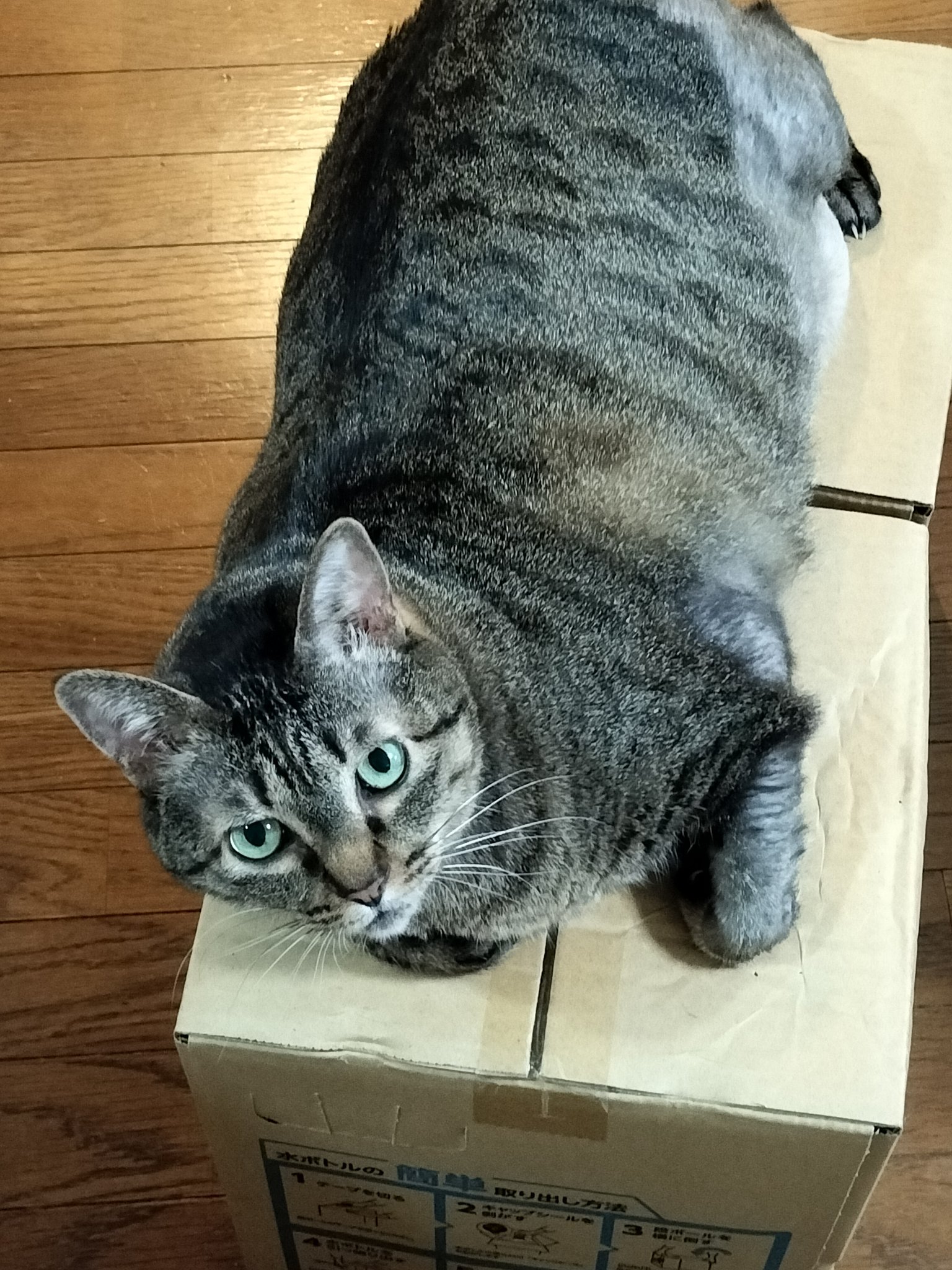 猫さんです！他の方はご購入頂けませんのでご注意下さいませ。 sddefault.jpg